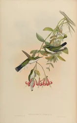 Heliothryx auritus